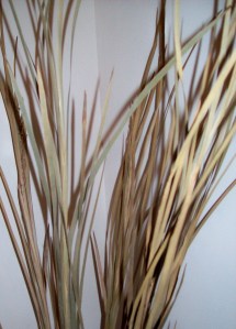 Dried Florals - Sea Oats